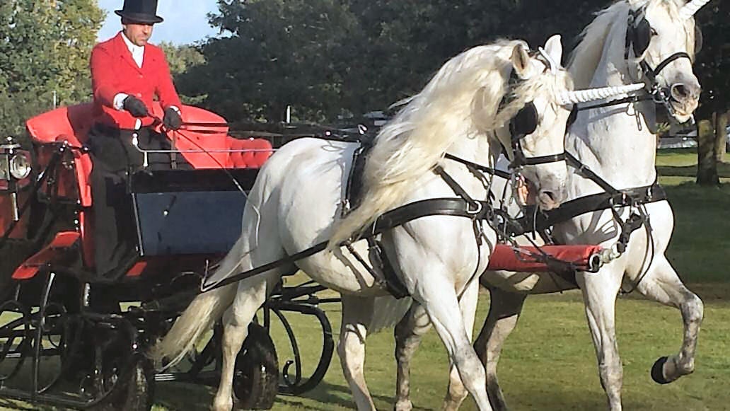 White Unicorns and Sleigh hire.jpg